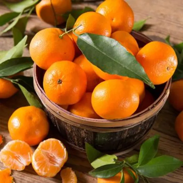 Australian_Cara_Cara_Orange_Grafted_Fruit_Plant