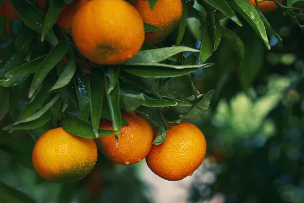 Australian_Cara_Cara_Orange_Grafted_Fruit_Plant