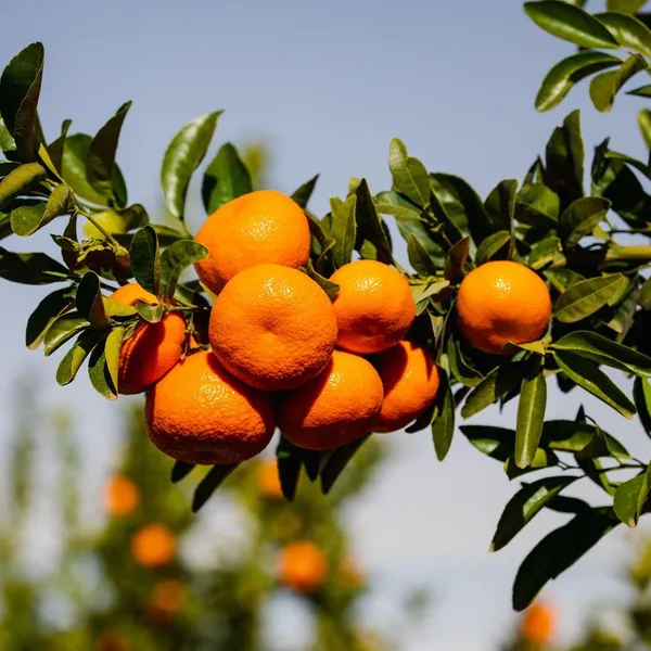 Chatoki_Orange_Santra_Grafted_Fruit_Plant