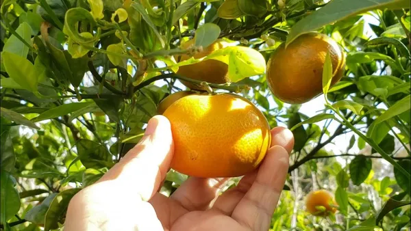 Chatoki_Orange/Santra_Grafted_Fruit_Plant