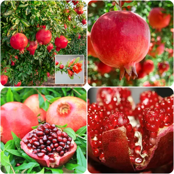 Australian_Pomegranate/Anar_Hybrid_Fruit_Plant