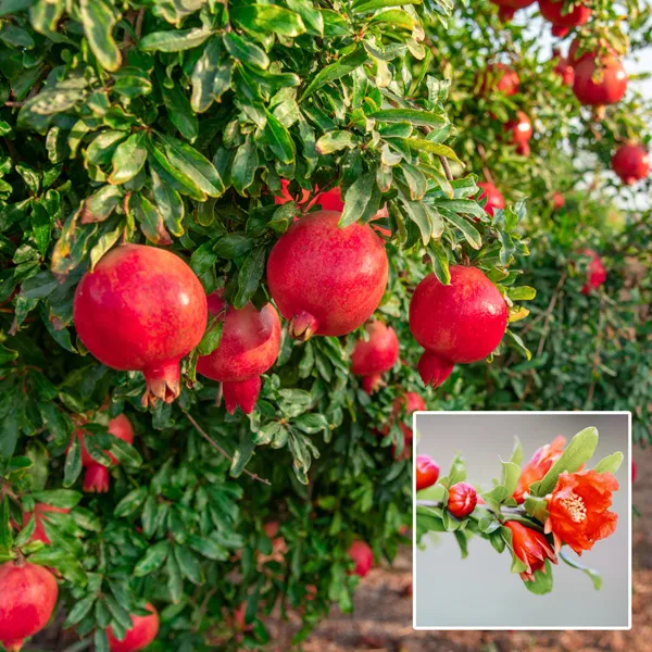 Australian_Pomegranate/Anar_Hybrid_Fruit_Plant