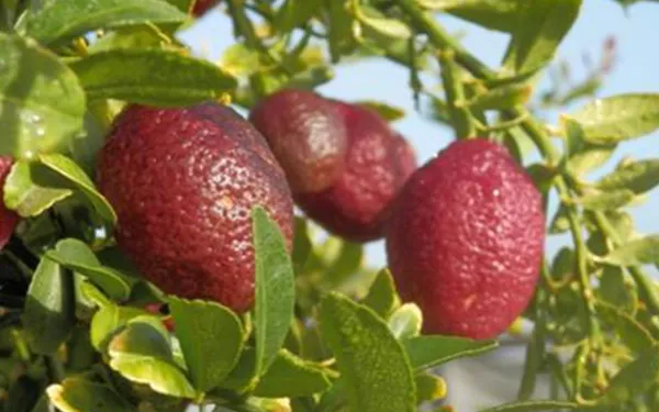Australian_Red_Lemon_Hybrid_Fruit_Plant_Air_Layering_Grafted