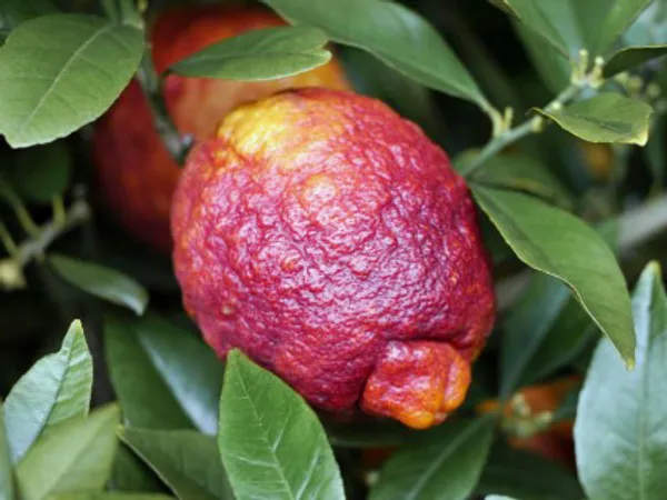 Australian_Red_Lemon_Hybrid_Fruit_Plant_Air_Layering_Grafted
