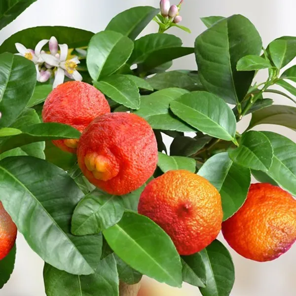 Australian_Red_Lemon_Hybrid_Fruit_Plant_Air_Layering_Grafted