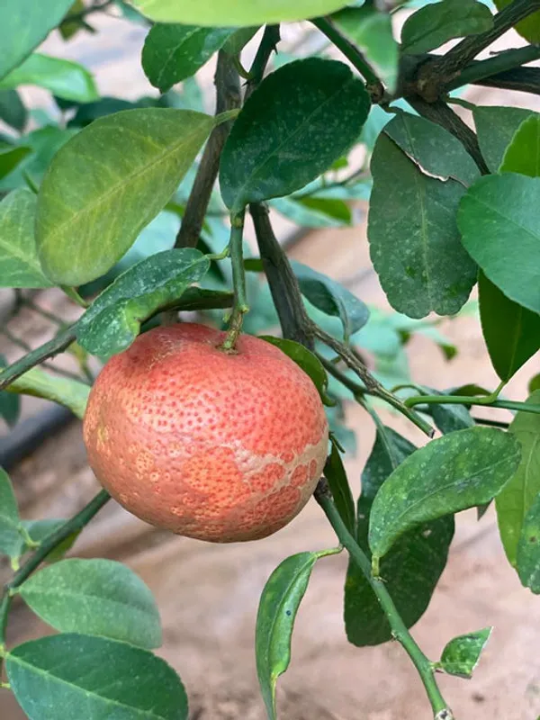 Red_Australian_Red_Malta_Berry_Mousumi_Lemon_Fruit_Plant