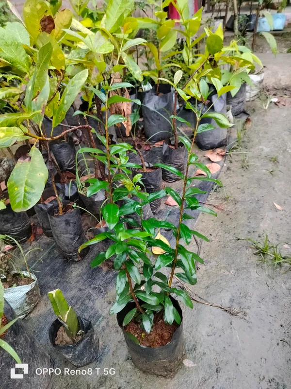 Australian_Surinam_Cherry_Hybrid_Fruit_Plant