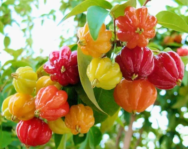 Australian_Surinam_Cherry_Hybrid_Fruit_Plant