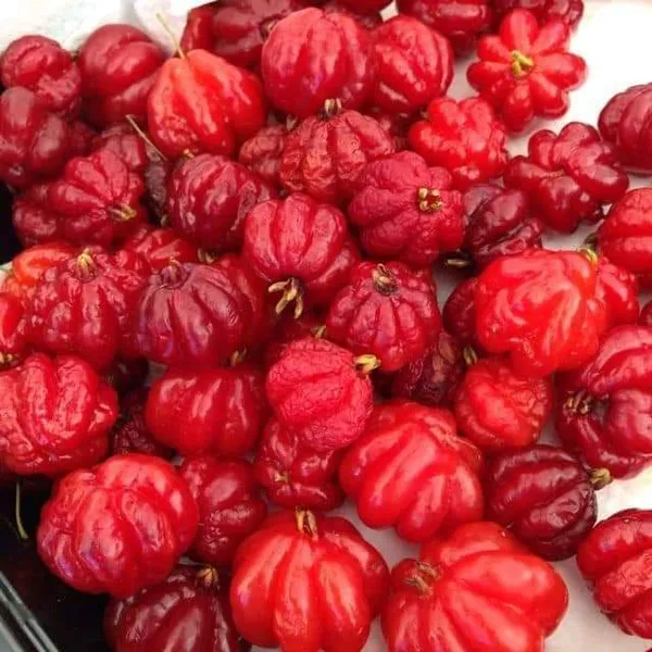 Australian_Surinam_Cherry_Hybrid_Fruit_Plant