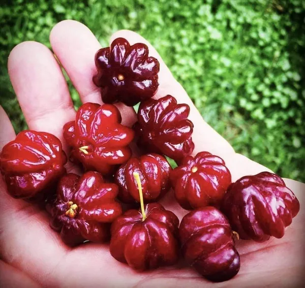 Australian_Surinam_Cherry_Hybrid_Fruit_Plant