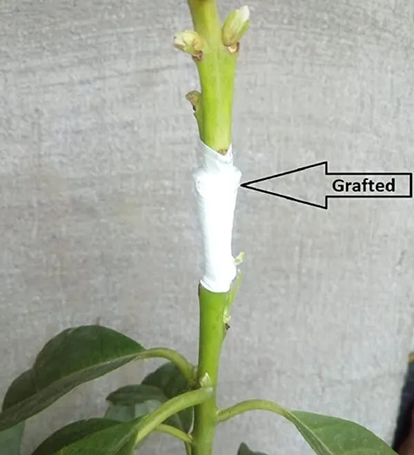 Avacado__Miami_Red_variety_Butter_Fruit_Grafted_Plants_&_Tree(1-1.5_Ft_Size)_Pack_Of_1