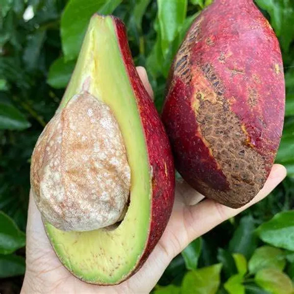 Avacado__Miami_Red_variety_Butter_Fruit_Grafted_Plants_&_Tree(1-1.5_Ft_Size)_Pack_Of_1