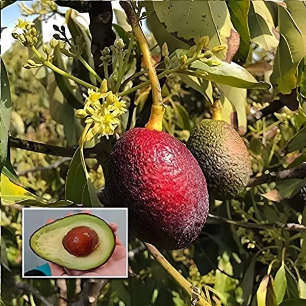 Avacado__Miami_Red_variety_Butter_Fruit_Grafted_Plants_&_Tree(1-1.5_Ft_Size)_Pack_Of_1