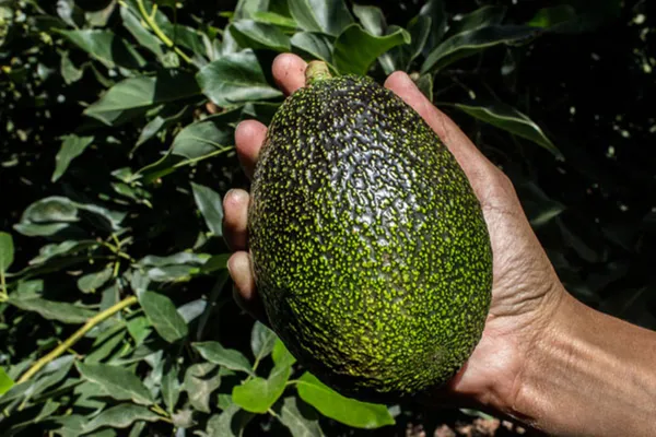 Thai_Avocado_Dwarf_Variety_Hybrid_Fruit_Plant