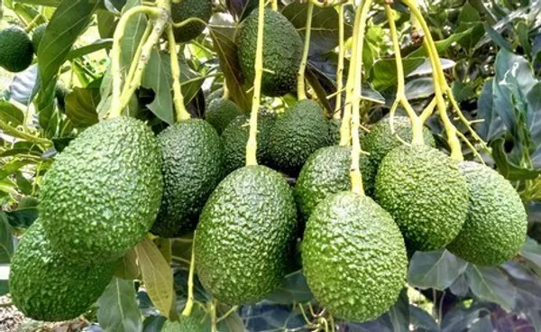 Thai_Avocado_Dwarf_Variety_Hybrid_Fruit_Plant