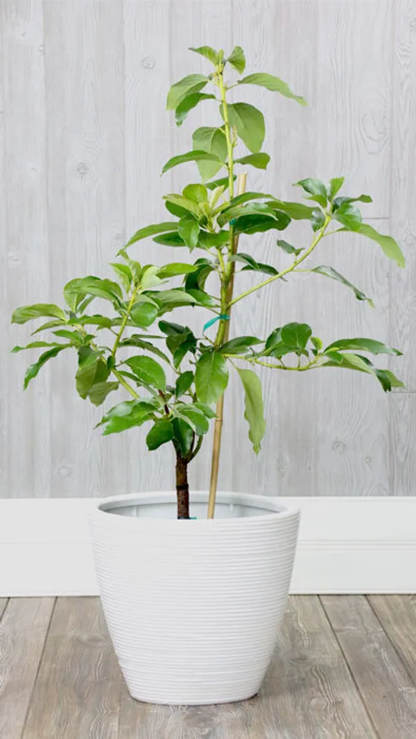 Thai_Avocado_Dwarf_Variety_Hybrid_Fruit_Plant