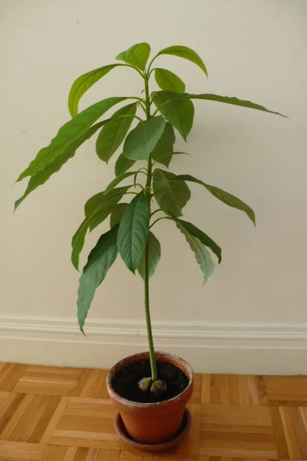 Avocado_Fruit_Plant__(1.5-3_Feet_Height_Pack_Of_1)