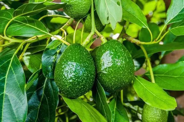 Avocado_Fruit_Plant__(1.5-3_Feet_Height_Pack_Of_1)