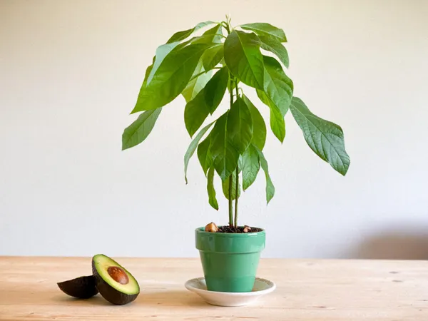 Avocado_(Non_Grafted)_Fruit_Plant_(Pack_Of_1)