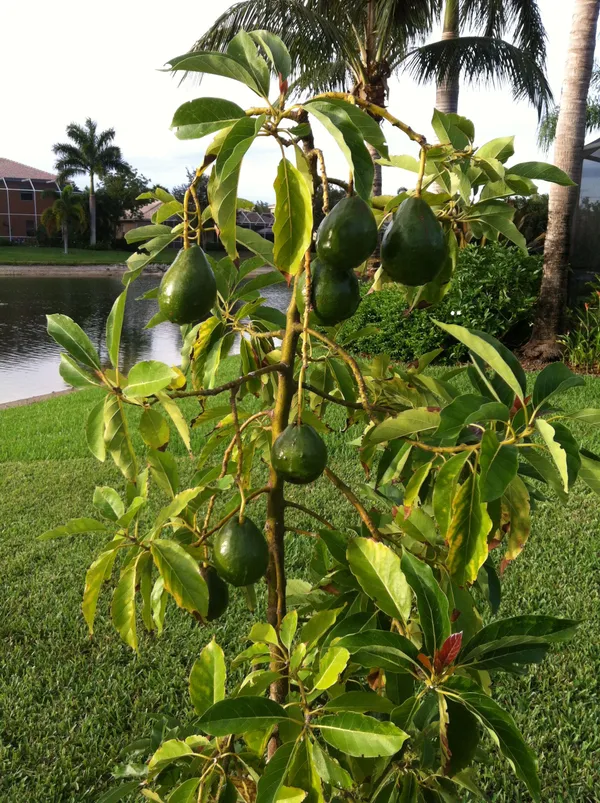 Avocado_(Non_Grafted)_Fruit_Plant_(Pack_Of_1)