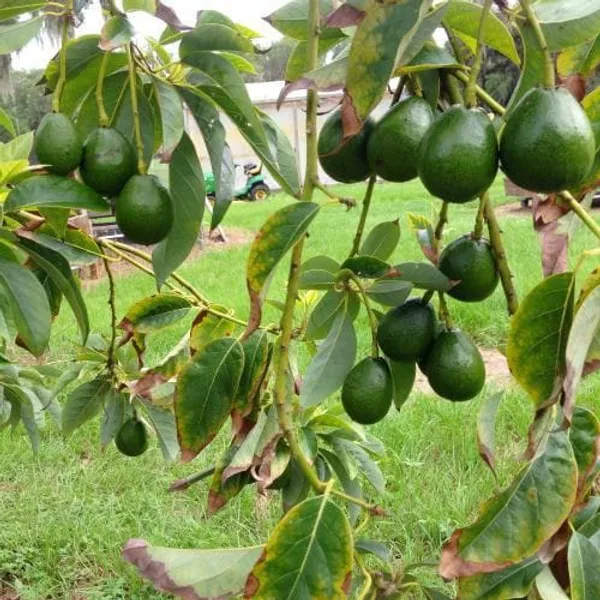 Avocado_Fruit_Plant_|_Grafting_Plant_(Pack_Of_1)