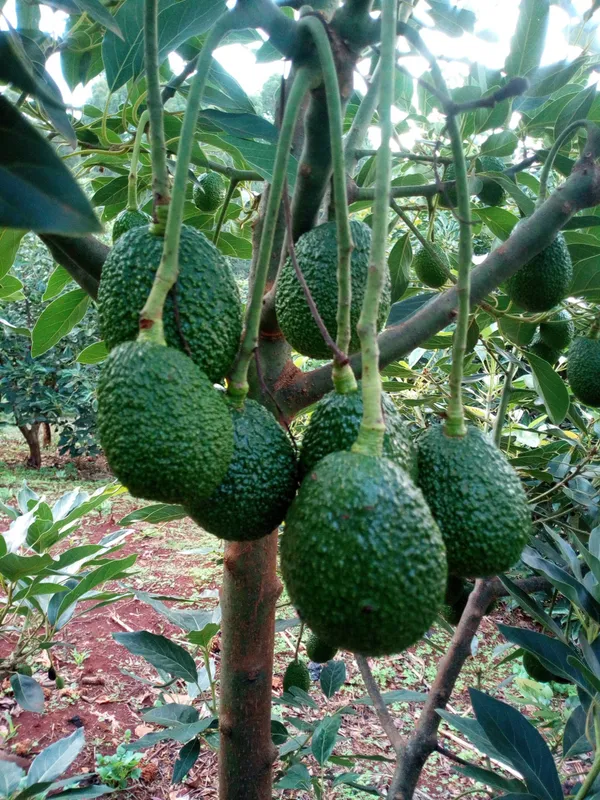 Thai_Hass_Avocado_Hybrid_Fruit_Plant
