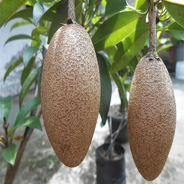 Thai_Banana_Long_Chikoo_Sapota_Grafted_Fruit_Plant_(1.5-3_Feet_Height)