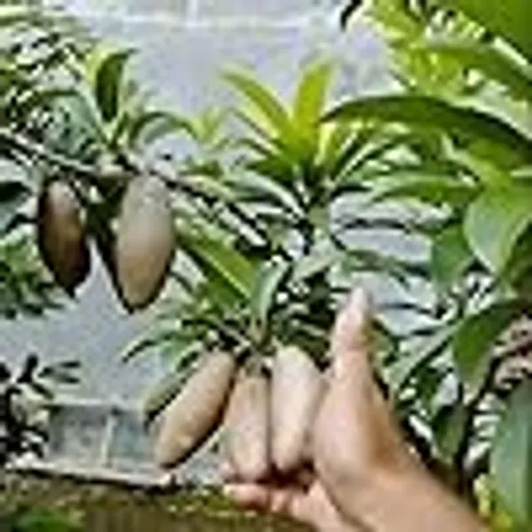 Thai_Banana_Long_Chikoo_Sapota_Grafted_Fruit_Plant_(1.5-3_Feet_Height)