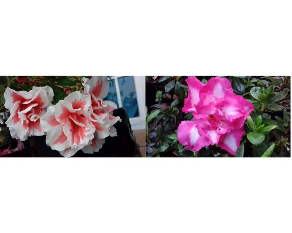 azalea_pink_and_red_2_colours_combo