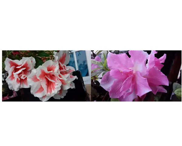 azalea_red_and_purple_2_colours_combo