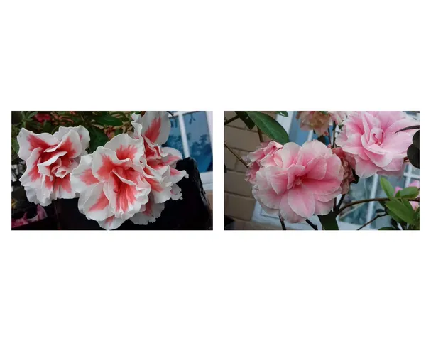 azalea_white_and_red_2_plants_combo