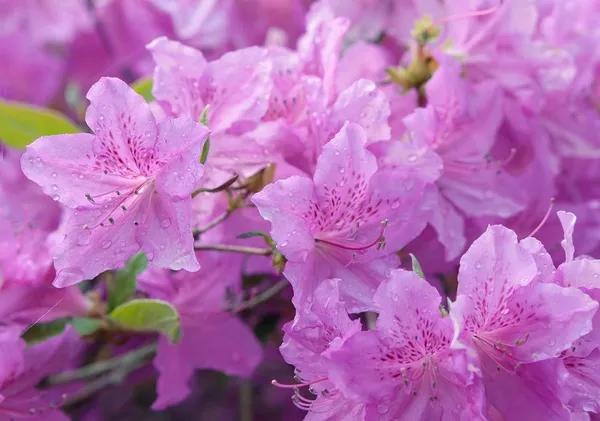Purple_Azalea_Healthy_Flower_Plant_For_Home_Gardening_Plant