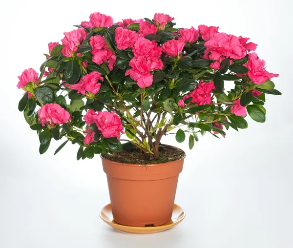 Azalea_Healthy_Flower_Plant_For_Home_Gardening_Plant_Red