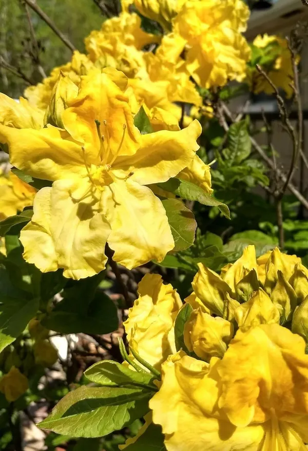 Azalea_Healthy_Flower_Plant_For_Home_Gardening_Plant_Yellow