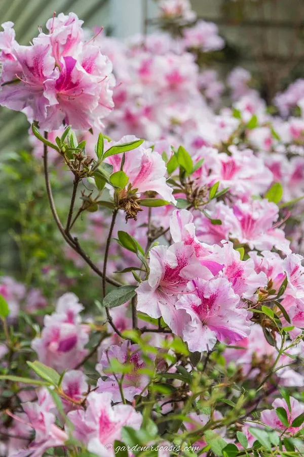 Azalea_Flower_Plant