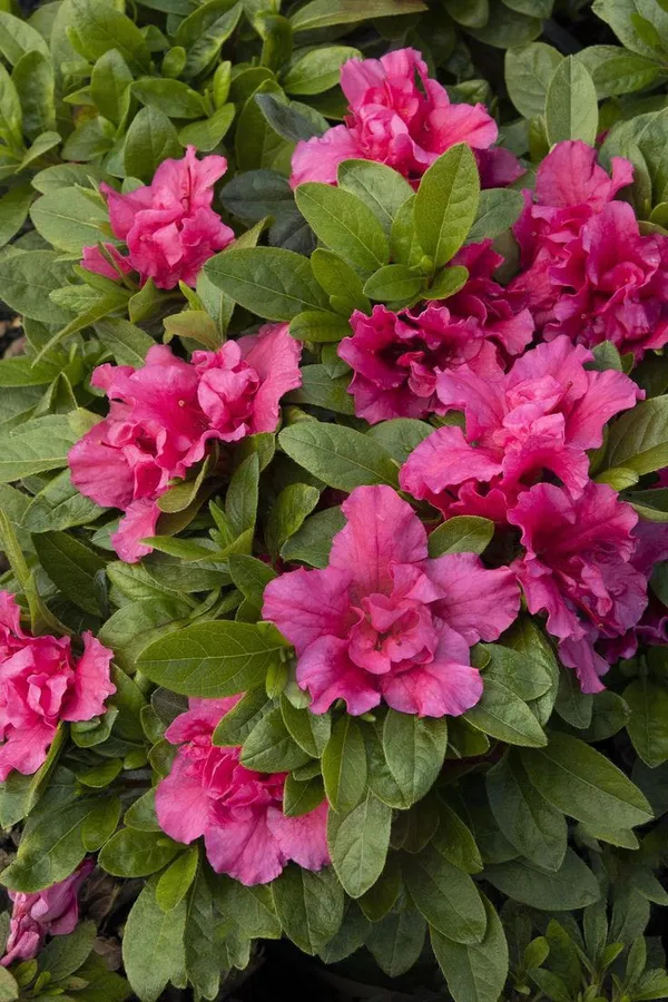 Azalea_Flower_Plant_(Deep_Pink)