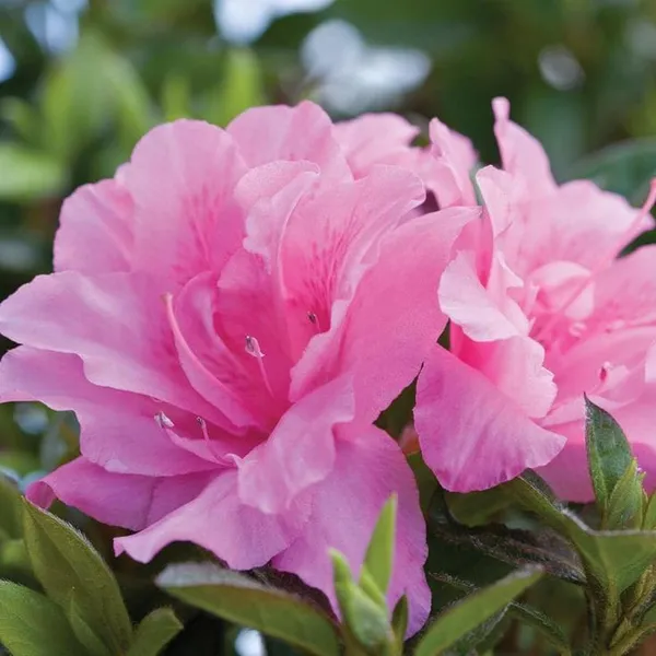 Azalea_Flower_Plant_(Pink)