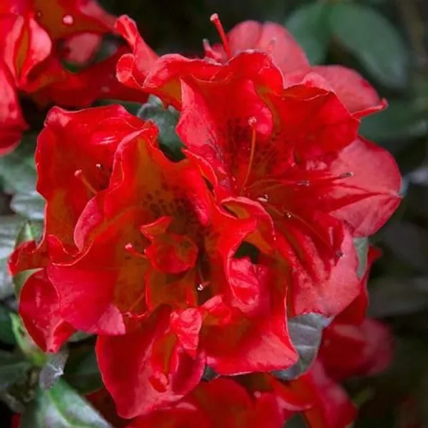 Azalea_Flower_Plant_(Red)