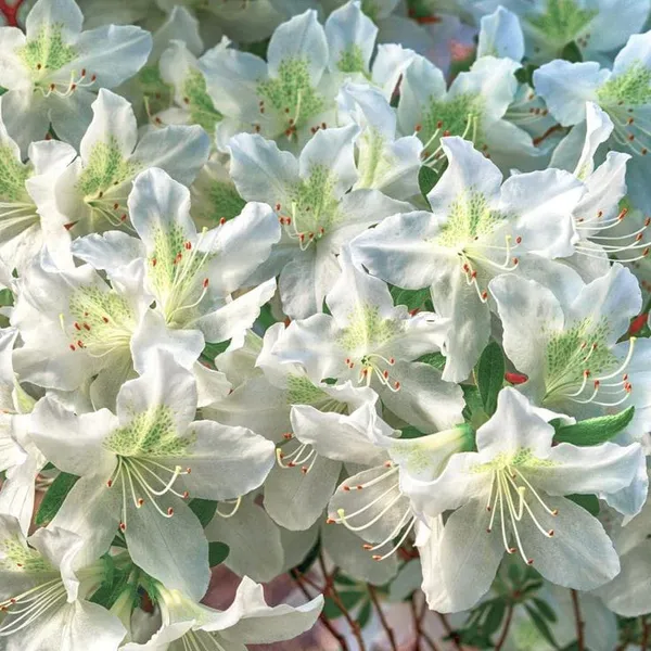Azalea_Flower_Plant_(White)