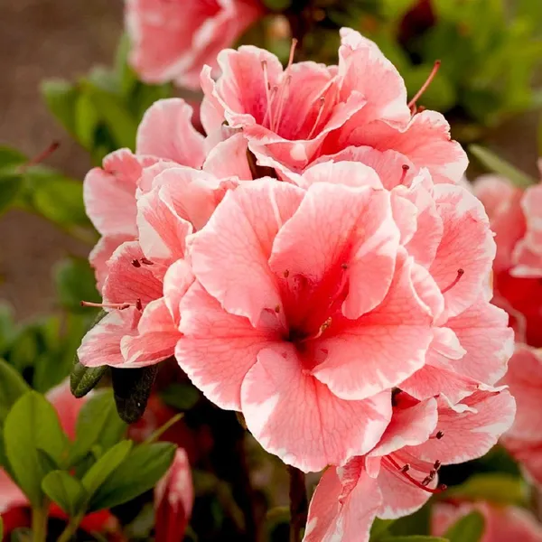 The Cloud Farm Azalea Gray Flower Shrub (Hybrid, Pack Of 1) Price in ...