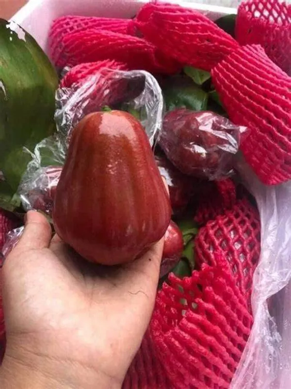 BALI_CHAMBA_(400)_Grafted_Plant_&_Tree_(Syzygium_Samarangense)