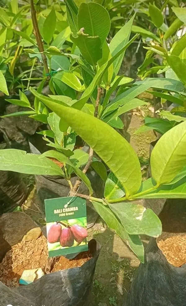 BALI_CHAMBA_(400)_Grafted_Plant_&_Tree_(Syzygium_Samarangense)