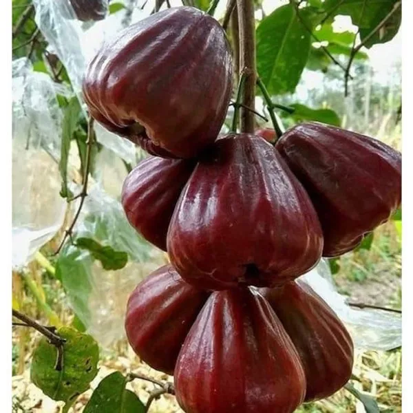 BALI_CHAMBA_(400)_Grafted_Plant_&_Tree_(Syzygium_Samarangense)
