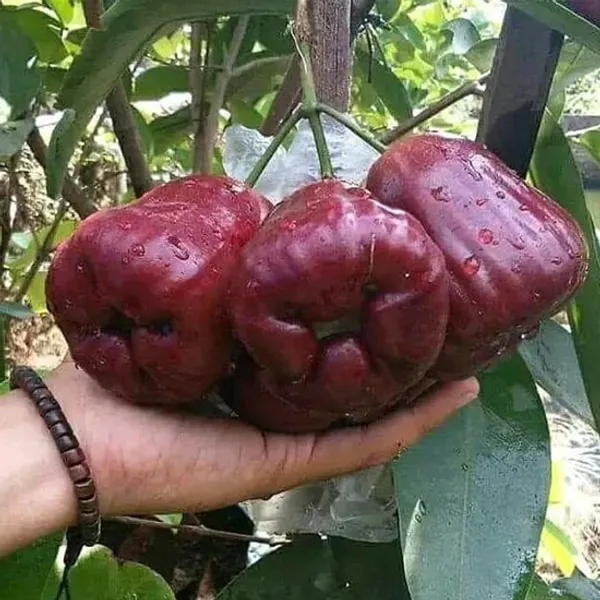 BALI_CHAMBA_(400)_Grafted_Plant_&_Tree_(Syzygium_Samarangense)