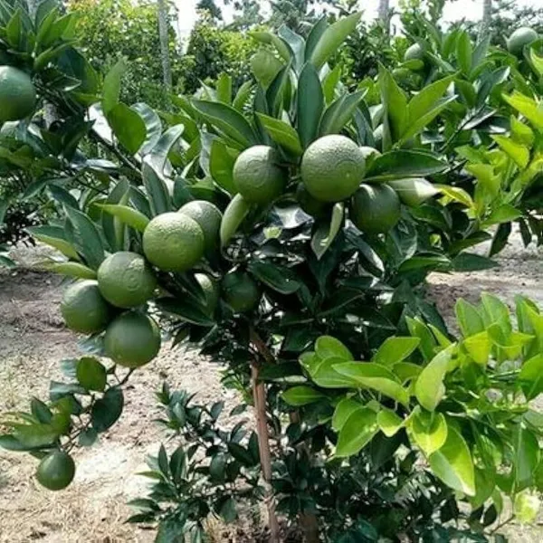 BARI_1_SWEET_MALTA_ORANGE_PLANT