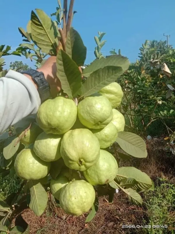 Baruipur_Guava_Grafted_3_Feet_Plant