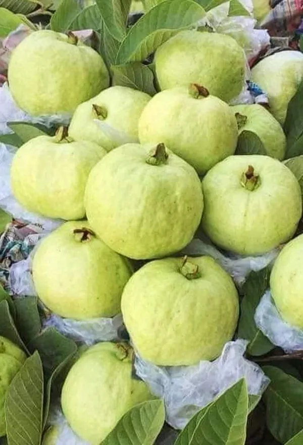 Baruipur_Guava_Grafted_3_Feet_Plant