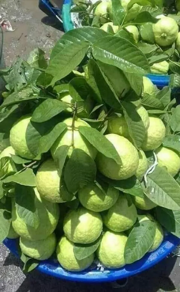 Baruipur_Guava_Grafted_3_Feet_Plant