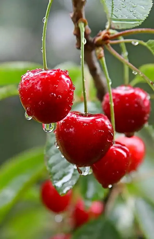Japanese_Sweet_Cherry_Dwarf_Varieties_Fruit_Plant