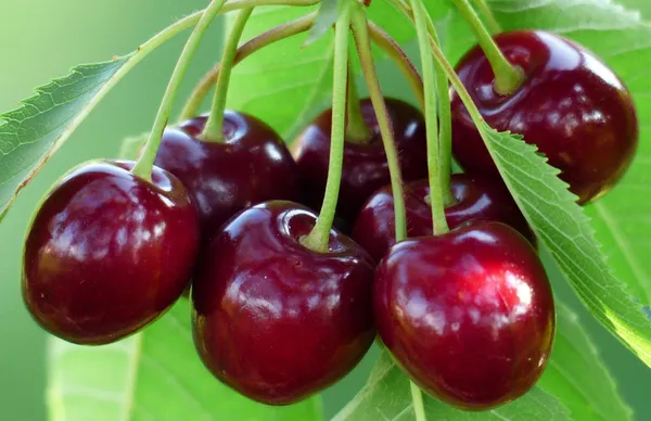 Japanese_Sweet_Cherry_Dwarf_Varieties_Fruit_Plant